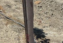 Postharvest Nutrient Management Strategies to Optimize Orchard Yield and Tree Recovery