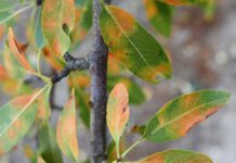 Red Leaf Blotch Spreads Across California Almond Orchards: What Growers Need to Know