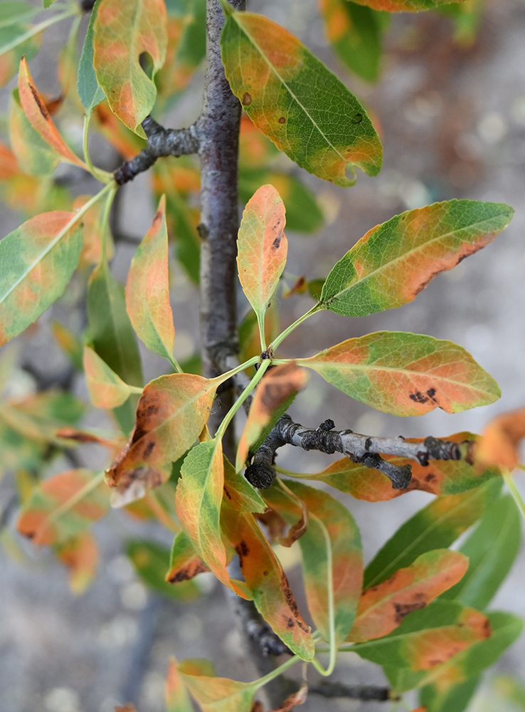Red Leaf Blotch Spreads Across California Almond Orchards: What Growers Need to Know