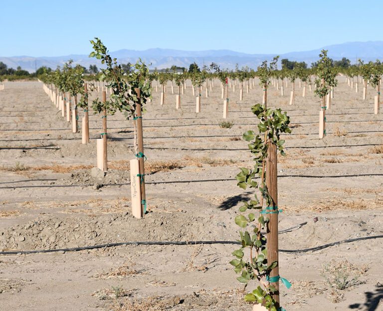 Early Results from a Fertilization Trial Show First-Leaf Pistachios Don’t Respond to Phosphorus Fertilization