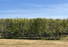 Overview of United States Tree Nut Variation at the National Clonal Germplasm Repository at Davis