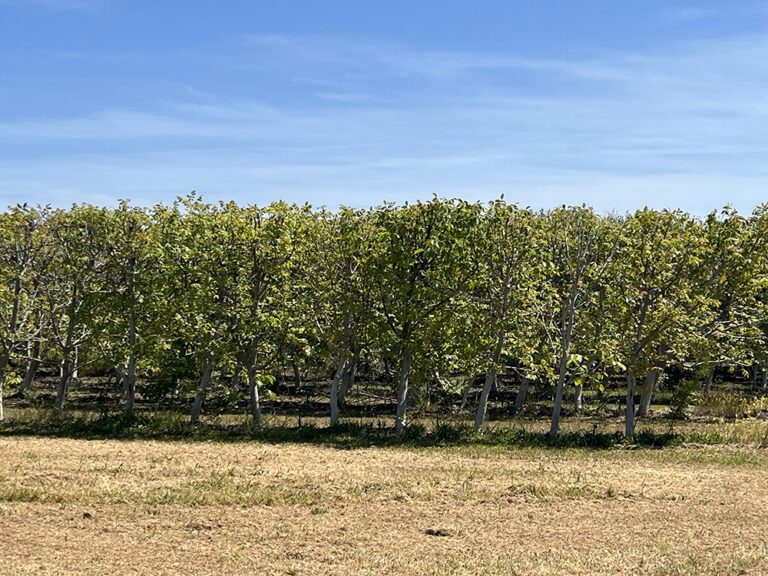 Overview of United States Tree Nut Variation at the National Clonal Germplasm Repository at Davis