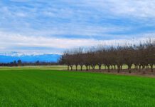 Breeding New Pistachio Cultivars for a Hotter, Drier Future