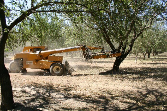 Almonds being harvested in Gerber, California.