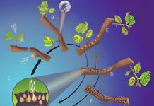 Research Steps Up on New Race of Hazelnut Fungus
