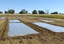 Biosolarization Process in Orchards Reaping Crop Benefits
