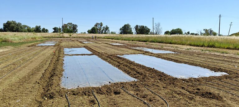 Biosolarization Process in Orchards Reaping Crop Benefits