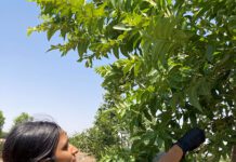 āTrees for the Futureā Is Goal of Nationwide  Research Project