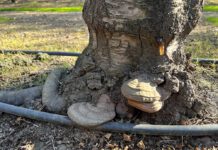 Prevention May Be the Answer to Wood-Rotting Fungus Spread