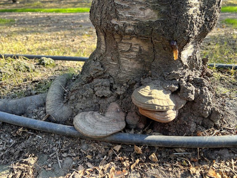 Prevention May Be the Answer to Wood-Rotting Fungus Spread