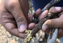 Early Detection Key as Pacific Flatheaded Borer Spreads in Walnuts