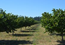 Going All In on Organic Hazelnuts