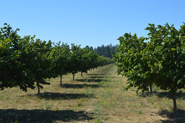 Going All In on Organic Hazelnuts