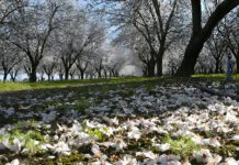 Postharvest Considerations for Almonds