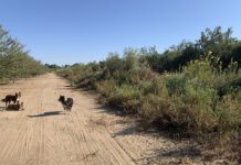 Add Weed Suppression to the Many Benefits of Planting Hedgerows Near Orchards