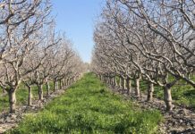 Resilient Pistachio Orchards Start with Healthy Soils