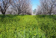 Fixing and Retaining Soil Nutrients Over Winter