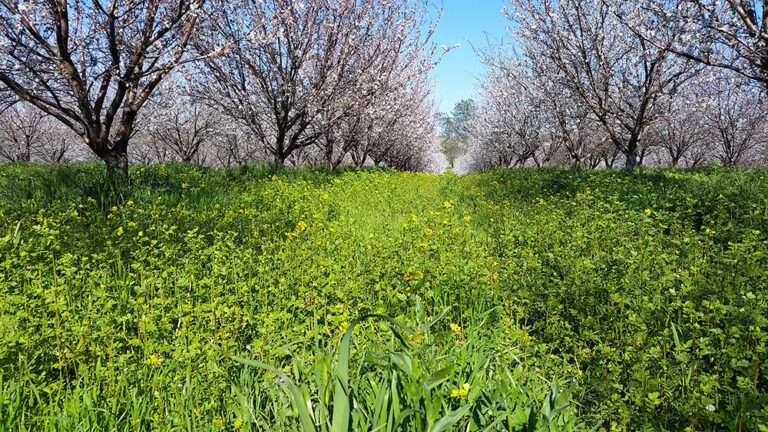 Fixing and Retaining Soil Nutrients Over Winter