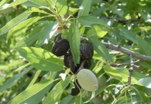 Economic Thresholds Are Cornerstones of Integrated Pest Management