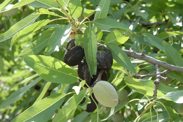 Economic Thresholds Are Cornerstones of Integrated Pest Management