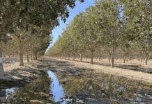 Improving Infiltration and Reducing Ponding: Practical Solutions for Tree Nut Growers