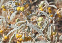 Herbicide Trials Show Efficacy Against Silverleaf Nightshade