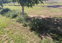 Preemergent Timing and Rotation Key to Walnut Weed Control