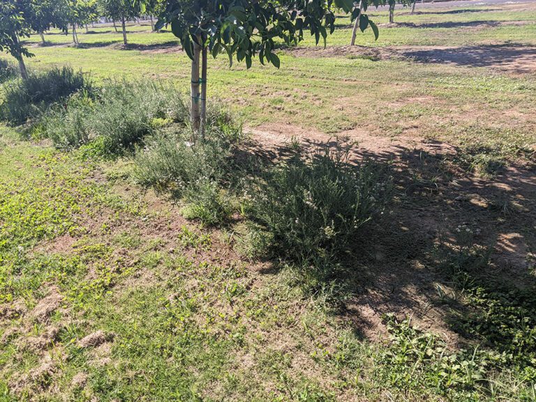 Preemergent Timing and Rotation Key to Walnut Weed Control