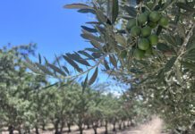 Nickels Soil Lab, a Research Legacy  Rooted in Californiaās Toughest Soils