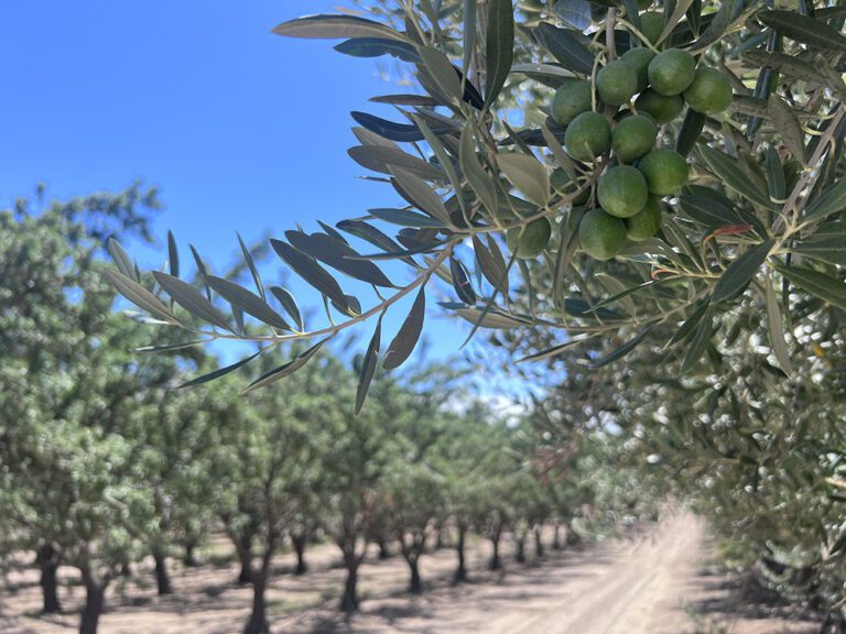 Nickels Soil Lab, a Research Legacy  Rooted in California’s Toughest Soils