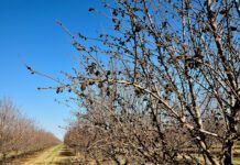 Start Navel Orangeworm Control with Good Sanitation