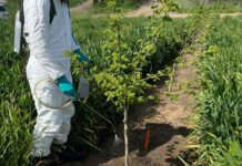 Researcher Zeroing in on One-Pass Sucker Control in Hazelnuts