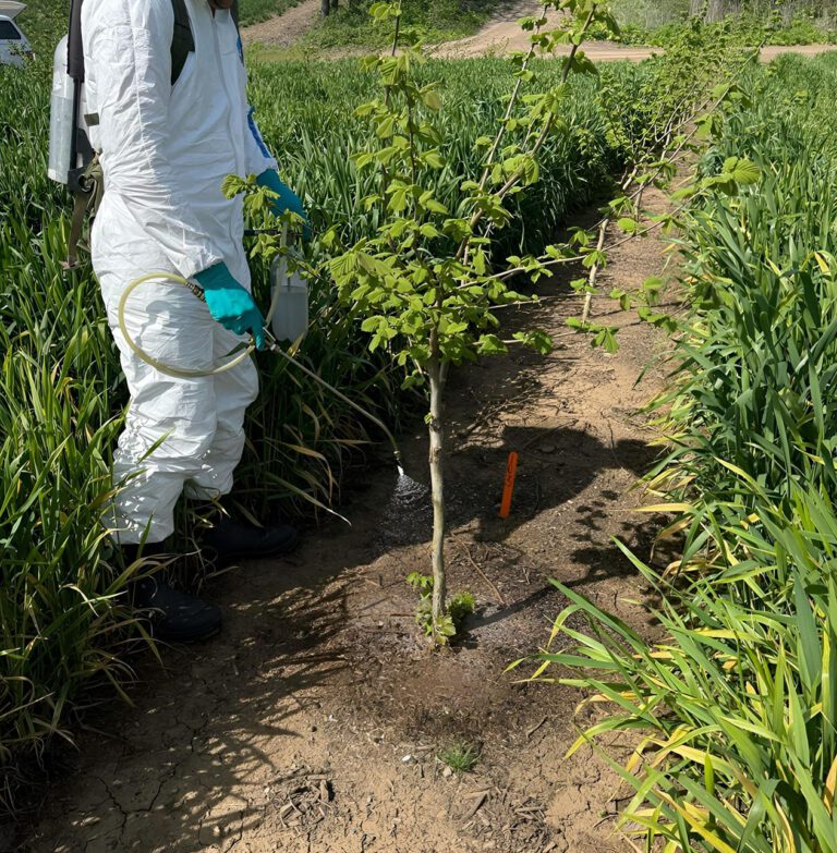 Researcher Zeroing in on One-Pass Sucker Control in Hazelnuts