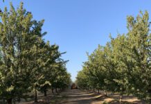 A Northern Perspective for Almonds: October