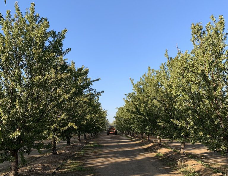 A Northern Perspective for Almonds: October