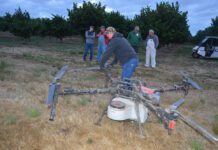 New Drone Strategy Targets Stink Bug Threat in Hazelnut Orchards