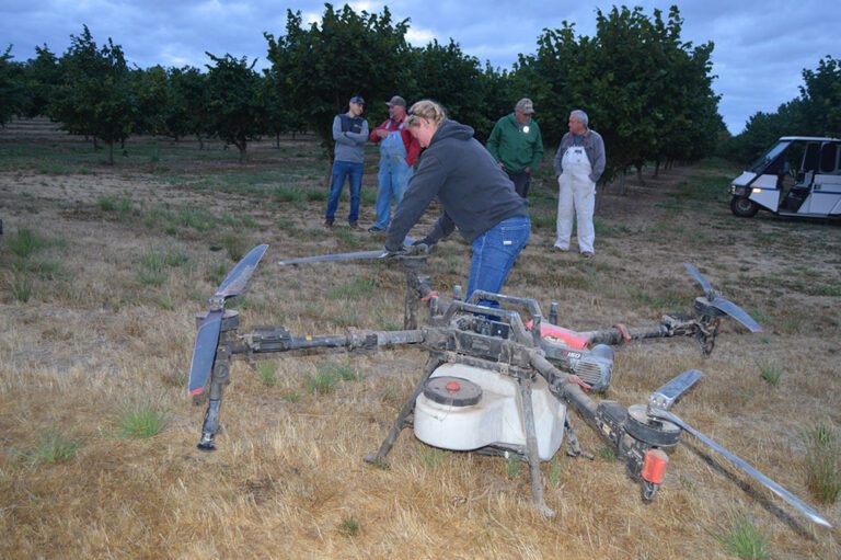 New Drone Strategy Targets Stink Bug Threat in Hazelnut Orchards