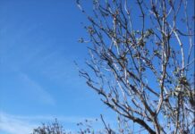 Counties Taking an Educational Approach to Landowners with Neglected Properties