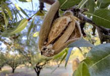 Sanitation is Key as Carpophilus Beetle Continues Emerging in Tree Nut Orchards