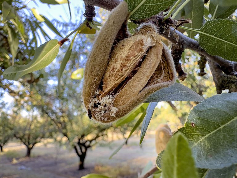 Sanitation is Key as Carpophilus Beetle Continues Emerging in Tree Nut Orchards