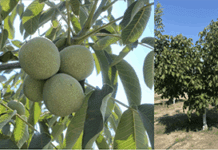 2025 Field Day: Nematode Management in Walnut and Almond