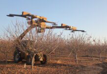 Pistachio Pruning Routine Includes Hand and Machiner