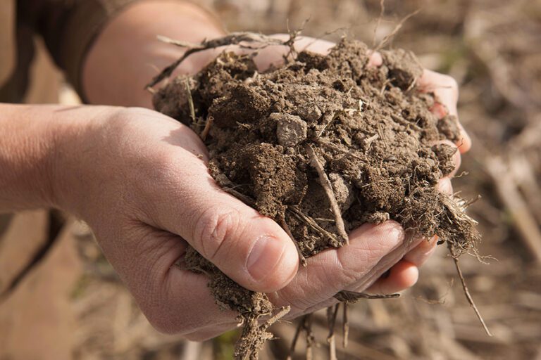 Using CO₂ and Fungal  Ratios to Gauge Soil Health