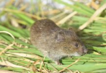 Researchers Step Up Efforts Targeting Voles in Hazelnut Orchards