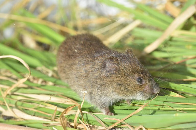 Researchers Step Up Efforts Targeting Voles in Hazelnut Orchards