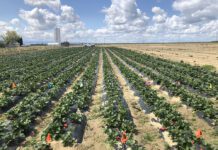 Insights from the Biologicals and Integrated Pest Management Surveys on the U.S. West Coast