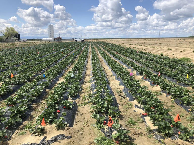 Insights from the Biologicals and Integrated Pest Management Surveys on the U.S. West Coast