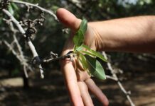 Sap Analysis Can Be Used to Spot Trends in Plant Nutritional Status