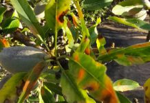 Red Leaf Blotch Expands Statewide: What Almond Growers Need to Know Going Into 2026