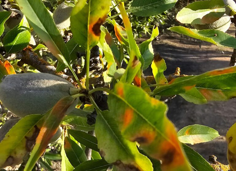 Red Leaf Blotch Expands Statewide: What Almond Growers Need to Know Going Into 2026